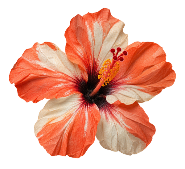 Cabo hibiscus flower
